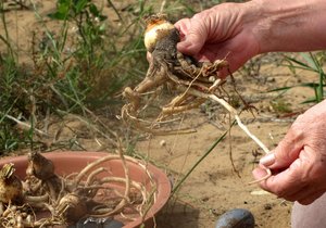  Brunsvigia orientalis terug by die huis na 10 jaar